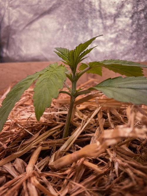 Fruity Durban | Living Soil Test. Week 2 - Day 14