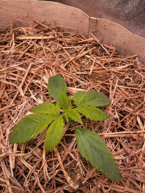 Fruity Durban | Living Soil Test. Week 2 - Day 14