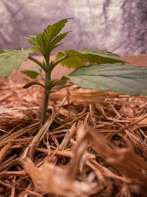 Fruity Durban | Living Soil Test. Week 2 - Day 14