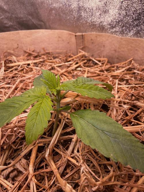 Fruity Durban | Living Soil Test. Week 2 - Day 14