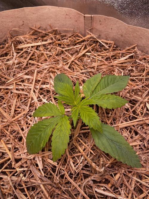 Fruity Durban | Living Soil Test. Week 3 - Day 15