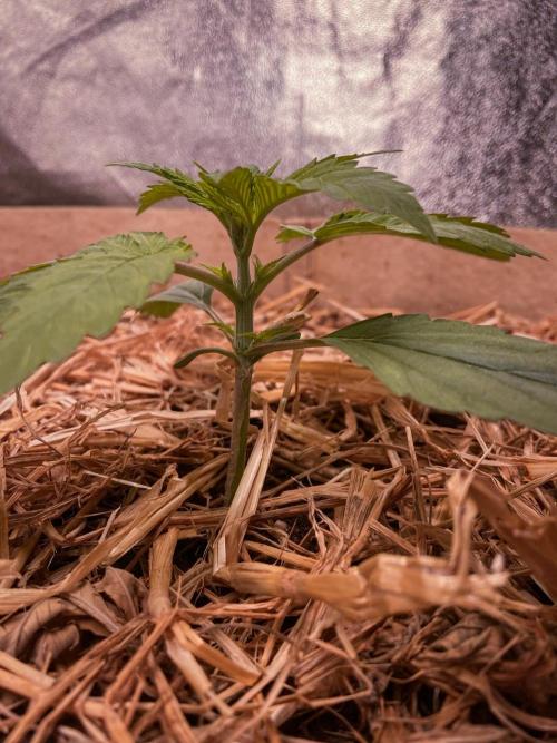 Fruity Durban | Living Soil Test. Week 3 - Day 15