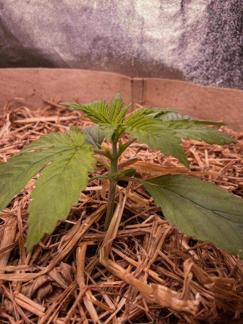 Fruity Durban | Living Soil Test. Week 3 - Day 15