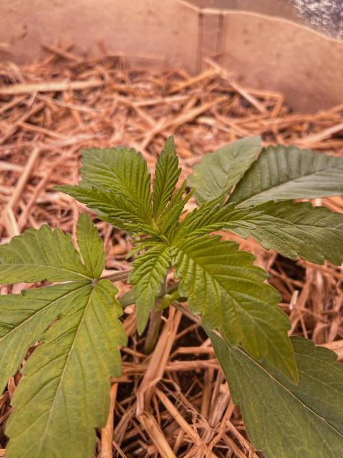 Fruity Durban | Living Soil Test. Week 3 - Day 15