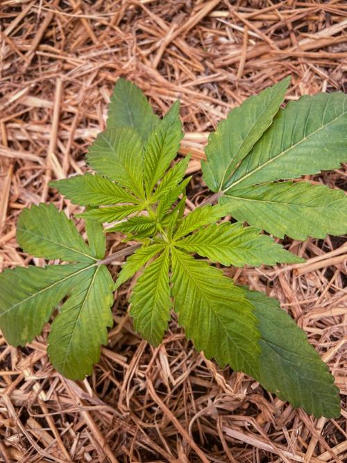 Fruity Durban | Living Soil Test. Week 3 - Day 16
