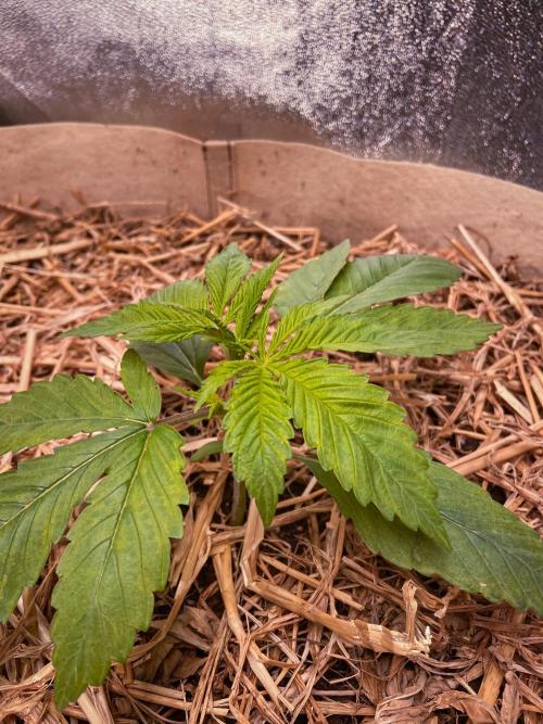 Fruity Durban | Living Soil Test. Week 3 - Day 16