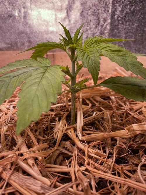 Fruity Durban | Living Soil Test. Week 3 - Day 16
