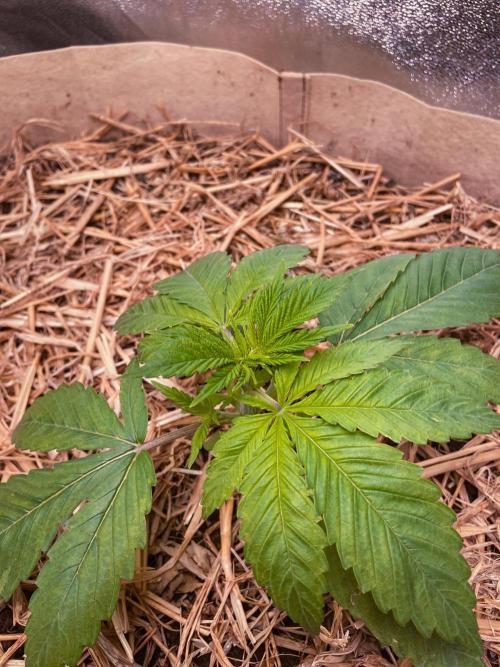 Fruity Durban | Living Soil Test. Week 3 - Day 17
