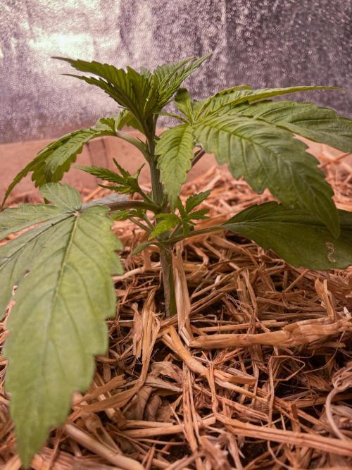 Fruity Durban | Living Soil Test. Week 3 - Day 17