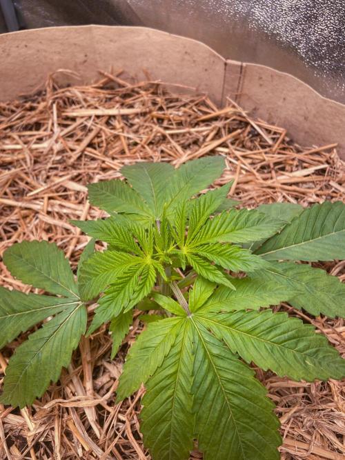 Fruity Durban | Living Soil Test. Week 3 - Day 18