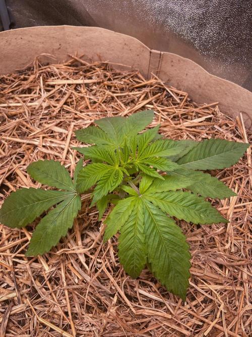 Fruity Durban | Living Soil Test. Week 3 - Day 18