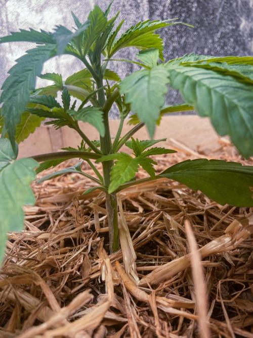 Fruity Durban | Living Soil Test. Week 3 - Day 18
