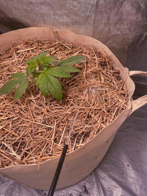 Fruity Durban | Living Soil Test. Week 3 - Day 18
