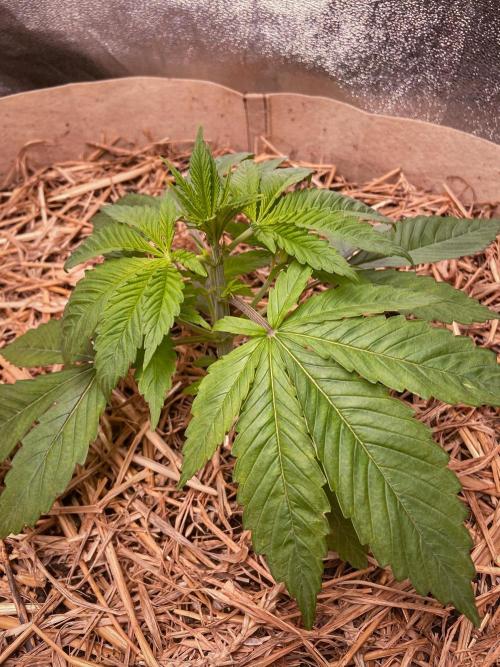 Fruity Durban | Living Soil Test. Week 3 - Day 19