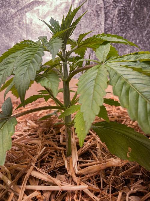 Fruity Durban | Living Soil Test. Week 3 - Day 19