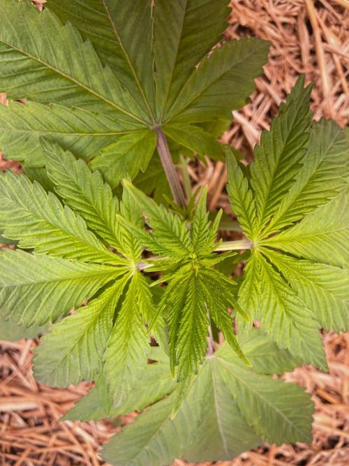 Fruity Durban | Living Soil Test. Week 3 - Day 19