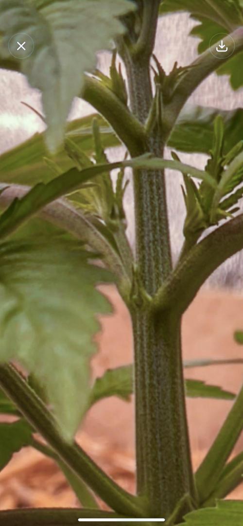 Fruity Durban | Living Soil Test. Week 3 - Day 19