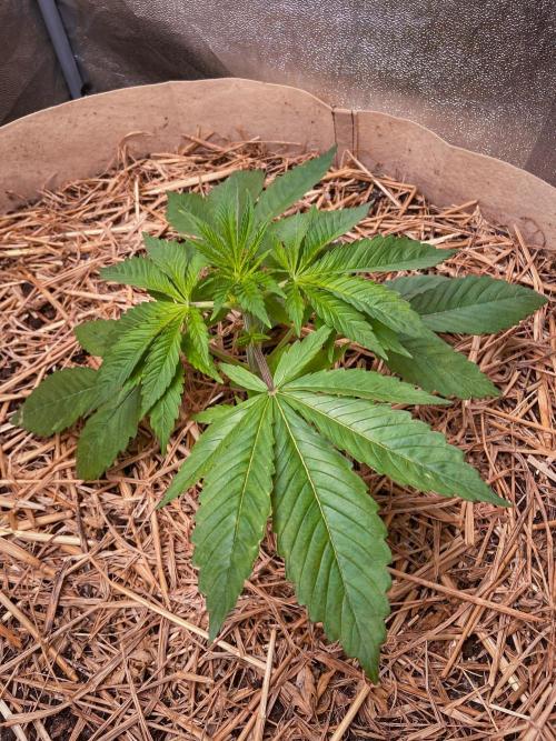 Fruity Durban | Living Soil Test. Week 3 - Day 20