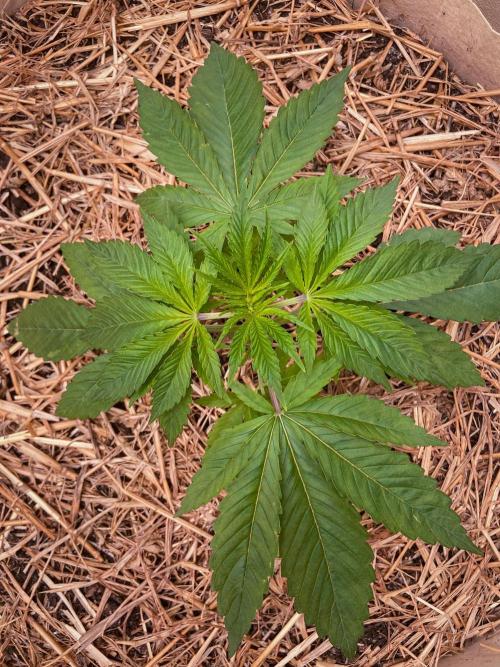 Fruity Durban | Living Soil Test. Week 3 - Day 20