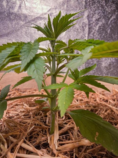 Fruity Durban | Living Soil Test. Week 3 - Day 20