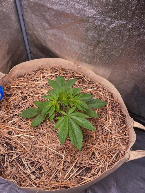 Fruity Durban | Living Soil Test. Week 3 - Day 20