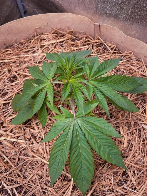 Fruity Durban | Living Soil Test. Week 3 - Day 21