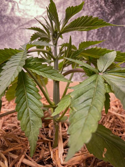 Fruity Durban | Living Soil Test. Week 3 - Day 21