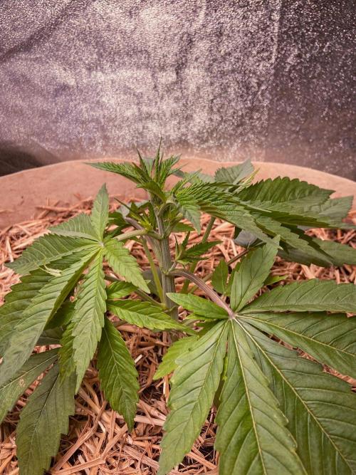 Fruity Durban | Living Soil Test. Week 3 - Day 21