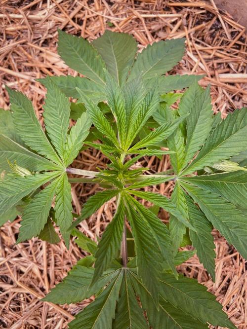Fruity Durban | Living Soil Test. Week 3 - Day 21