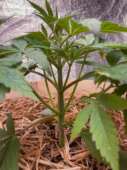 Fruity Durban | Living Soil Test. Week 4