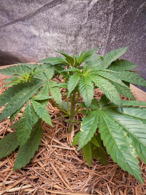 Fruity Durban | Living Soil Test. Week 4