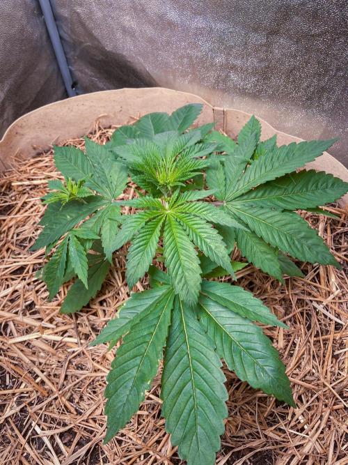 Fruity Durban | Living Soil Test. Week 4