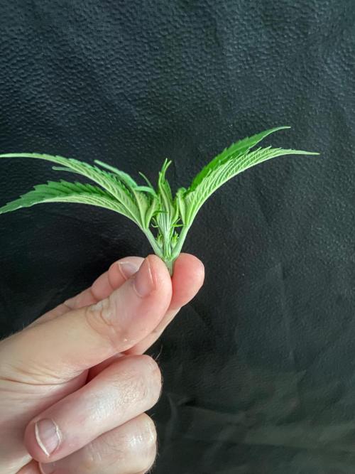 Fruity Durban | Living Soil Test. Week 4