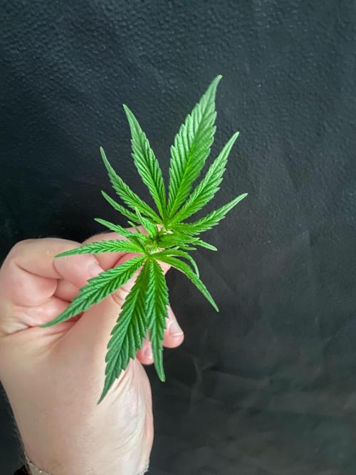 Fruity Durban | Living Soil Test. Week 4