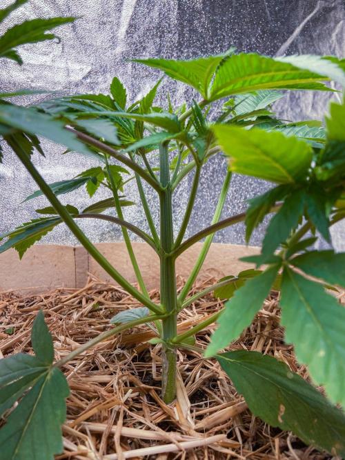 Fruity Durban | Living Soil Test. Week 4