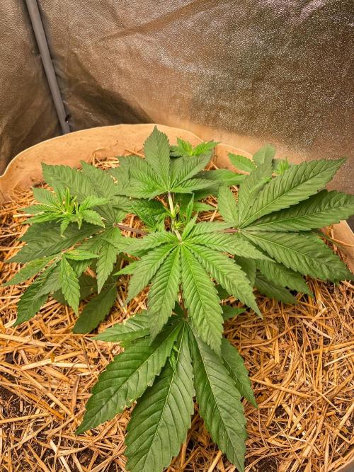 Fruity Durban | Living Soil Test. Week 4