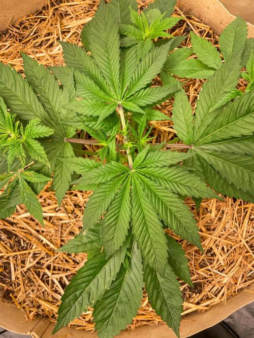 Fruity Durban | Living Soil Test. Week 4