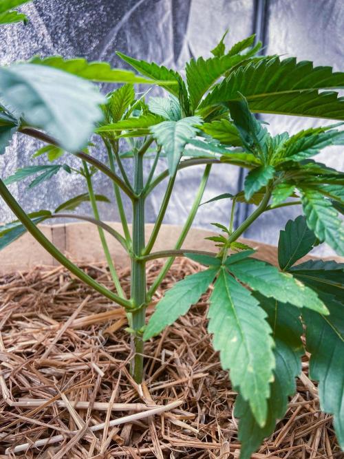 Fruity Durban | Living Soil Test. Week 4