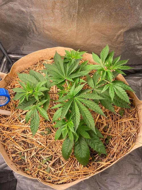Fruity Durban | Living Soil Test. Week 4