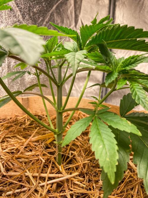 Fruity Durban | Living Soil Test. Week 4