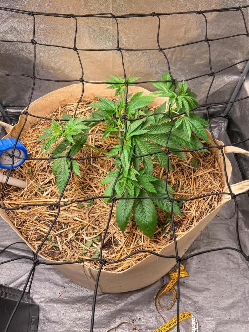 Fruity Durban | Living Soil Test. Week 4