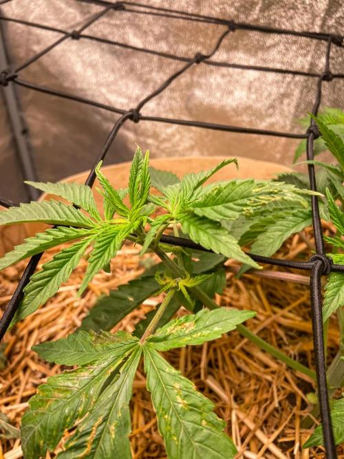 Fruity Durban | Living Soil Test. Week 4