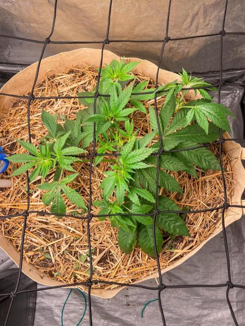 Fruity Durban | Living Soil Test. Week 4