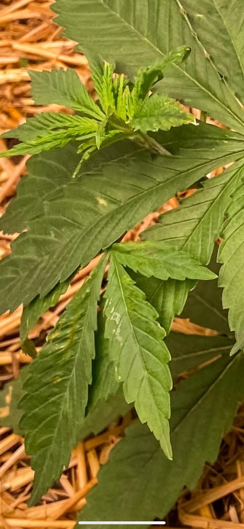 Fruity Durban | Living Soil Test. Week 4