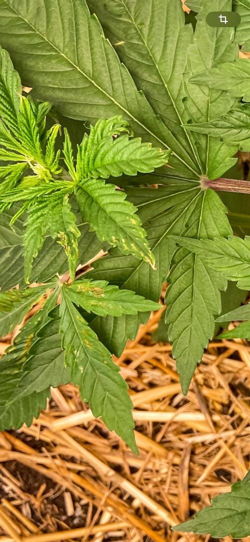Fruity Durban | Living Soil Test. Week 4