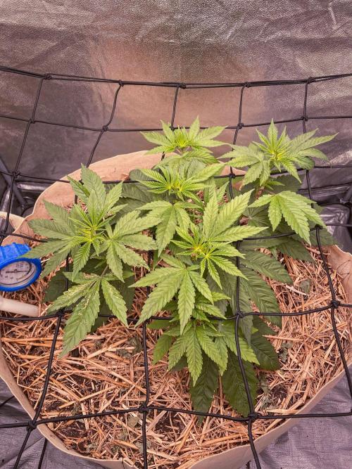 Fruity Durban | Living Soil Test. Week 4