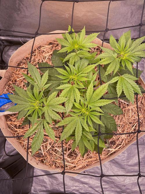 Fruity Durban | Living Soil Test. Week 4