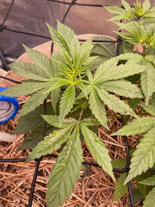 Fruity Durban | Living Soil Test. Week 4