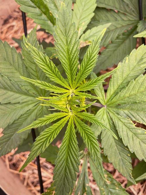 Fruity Durban | Living Soil Test. Week 4