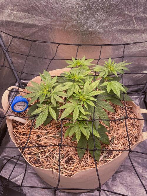 Fruity Durban | Living Soil Test. Week 4